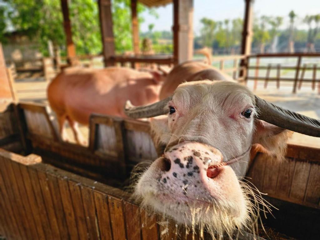 The Buffalo Amphawa Samut Songkhram Buitenkant foto